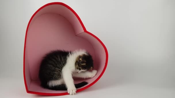 En söt liten kattunge och ett rött hjärta. en trevlig hälsning för alla hjärtans dag eller mödrar dag — Stockvideo