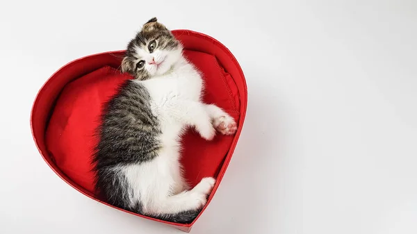 Chaton Mignon Intérieur Coeur Rouge Sur Fond Blanc Félicitations Affectueuses — Photo