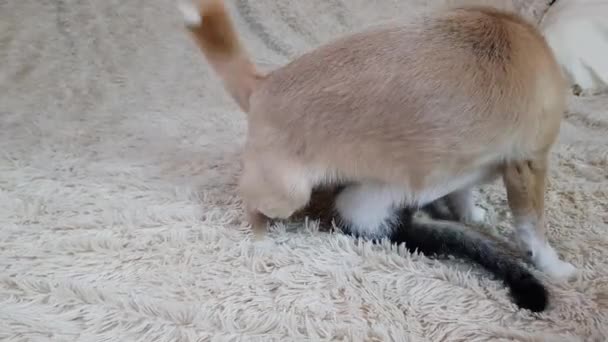 Bílý čivavský pes si hraje s malým ušatým koťátkem na nadýchané posteli. domácí zvířata jsou chuligáni. — Stock video