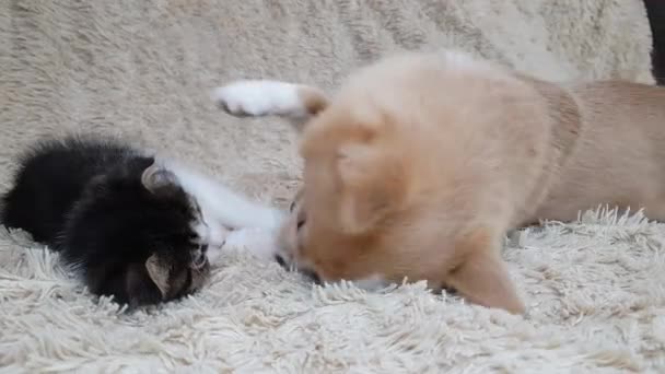 Bir chihuahua köpeği yumuşak beyaz bir kanepede küçük, sarkık kulaklı bir kediyle oynar. Evcil hayvanlar eğlenir — Stok video