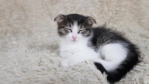 Şirin, küçük, sarkık kulaklı bir kedi yavrusu yumuşak, tüylü bir battaniyenin üzerinde uyuyor. Noel ışıklarının etrafında çelenk — Stok video