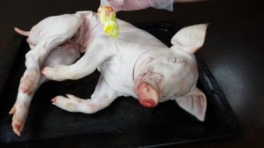 Aşçı domuz ya da yavru domuzu tükürükte ya da fırında pişirmek için hazırlar. Lüks domuz yemeği.