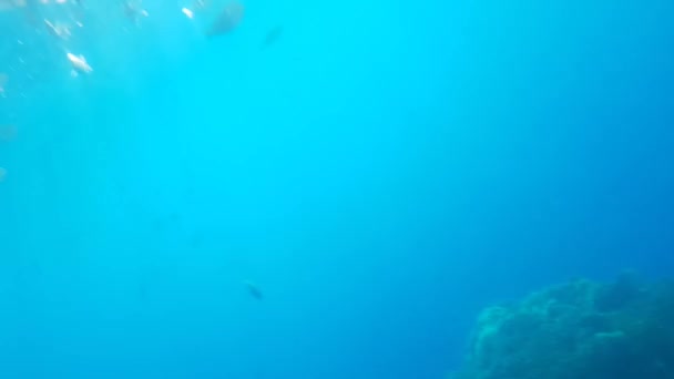 De zonnestralen dringen door het water en verlichten het koraalrif en de vissen. de schoonheid van de rode zee in Egypte — Stockvideo