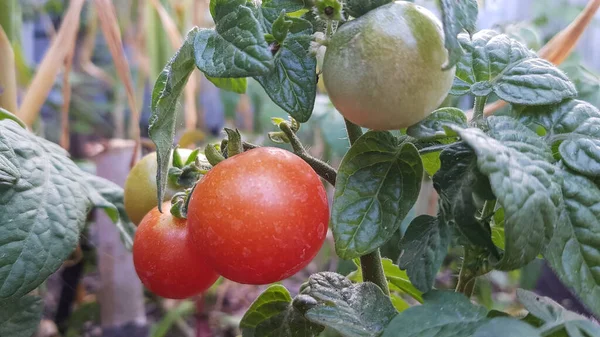 Röda Mogna Tomater Hänger Gren Grönsaksskörd — Stockfoto