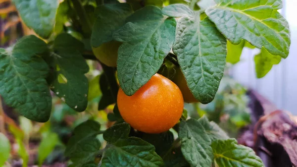 赤い熟したトマトが枝にかかっています 野菜の収穫 — ストック写真