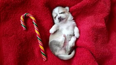 Yeni doğmuş beyaz bir chihuahua köpek yavrusu kırmızı yumuşak bir battaniyenin üzerinde ve Noel karamel kamışının yanında uyur.