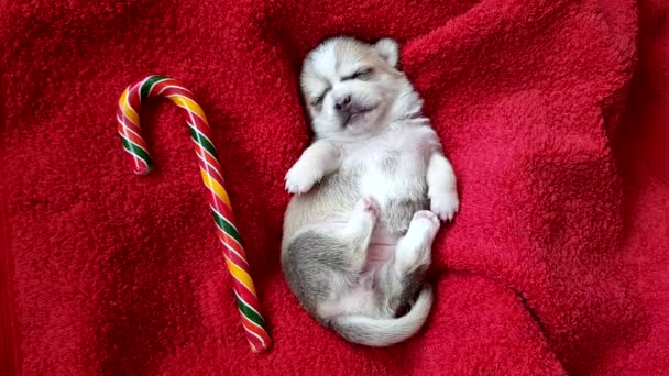 Yeni doğmuş beyaz bir chihuahua köpek yavrusu kırmızı yumuşak bir battaniyenin üzerinde ve Noel karamel kamışının yanında uyur. — Stok video