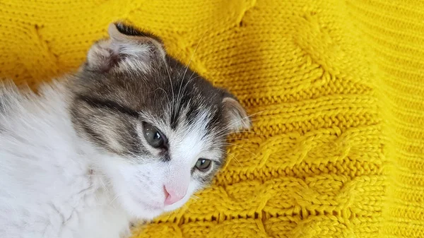 Gatinho Lop Eared Pequeno Bonito Está Deitado Cobertor Malha Amarelo — Fotografia de Stock