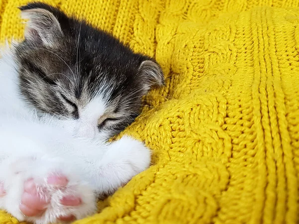 Een Schattig Klein Katje Met Lop Eared Slaapt Een Pluizig — Stockfoto