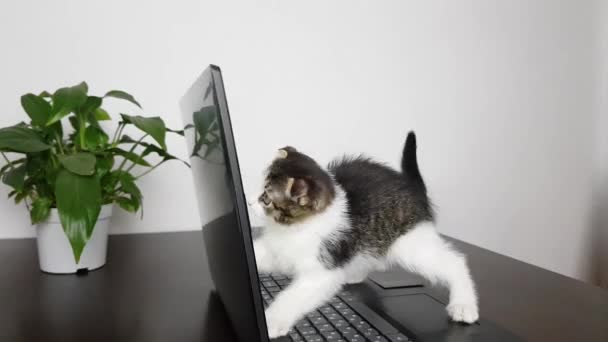 Sevimli Küçük Sarkık Kulaklı Bir Kedi Yavrusu Masada Dizüstü Bilgisayarla — Stok video