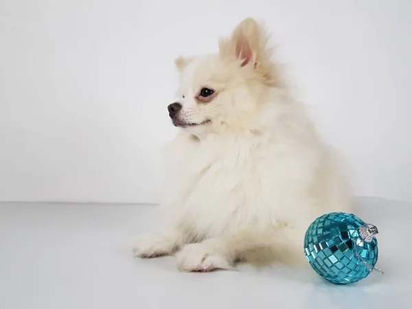 Pomeraniano Blanco Esponjoso Sobre Fondo Claro Junto Juguete Azul Bola — Foto de Stock