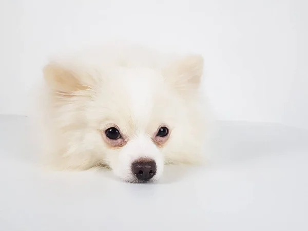 Pomeranian Fofo Branco Fundo Claro Isolado Foco Seletivo — Fotografia de Stock