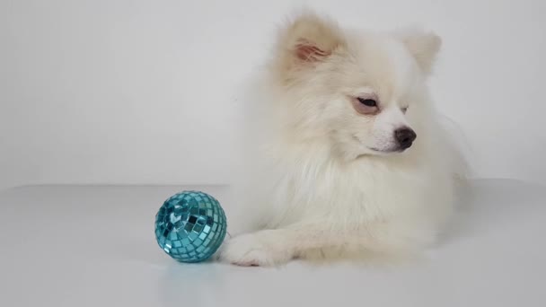 Un pomeraniano blanco esponjoso sobre un fondo claro junto a un juguete azul de la bola de Navidad — Vídeos de Stock