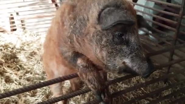 Un sanglier dans une ferme du village demande à manger — Video