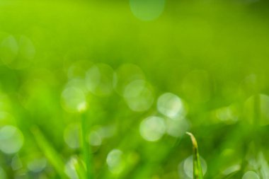 yeşil bulanık arkaplan. Grafik tasarımı için bulanık soyut bokeh arkaplan renginin bir varyantı. Çok amaçlı kullanım için soyut odaklanmış arkaplan. yatay resim