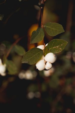 Symphoricarpos albusu. Siyah arka planda beyaz böğürtlenler. Dikey fotoğraf. Duvardaki poster konsepti.
