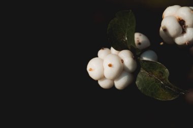 Symphoricarpos albusu. Siyah arka planda beyaz böğürtlenler. yatay fotoğraf. Duvardaki poster konsepti.