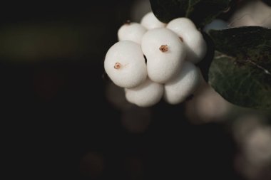 Symphoricarpos albusu. Siyah arka planda beyaz böğürtlenler. yatay fotoğraf. Duvardaki poster konsepti.