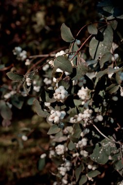 Symphoricarpos albusu. Siyah arka planda beyaz böğürtlenler. Dikey fotoğraf. Duvardaki poster konsepti.