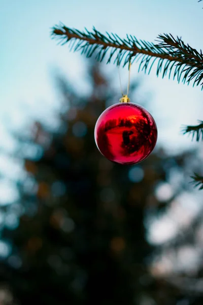 Karácsonyi Bál Egy Fenyőfa Ágán Egy Fenyőfa Faága Egy Karácsonyi — Stock Fotó