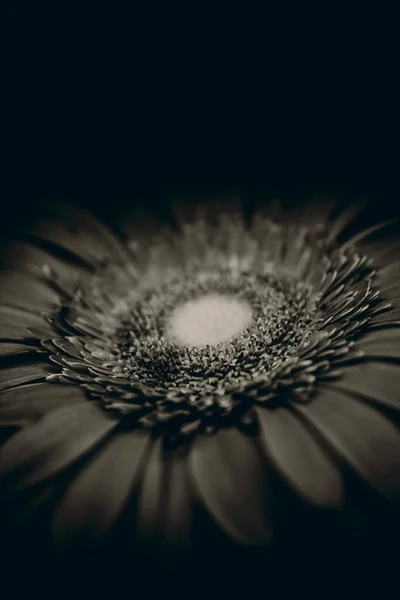 Schwarz Weiß Foto Von Gerbera Auf Dunklem Hintergrund Das Konzept — Stockfoto