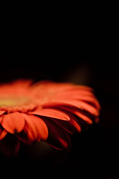 Kırmızı çiçekler yakın plan. Gerbera 'nın karanlık bir geçmişi var. Tatil selamları kavramı. Sevgililer Günü.