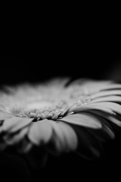 Black White Photo Gerbera Dark Background Concept Holiday Greetings Flower — Stock Photo, Image