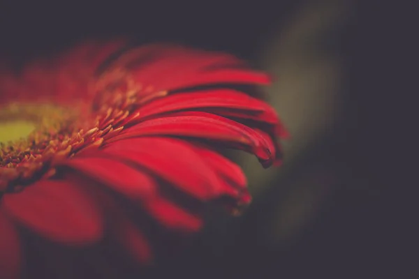 Yakın plan kırmızı çiçek. Gerbera 'nın karanlık bir geçmişi var. Tatil selamları kavramı. Sevgililer Günü. yatay fotoğraf. Retro fotoğraflar
