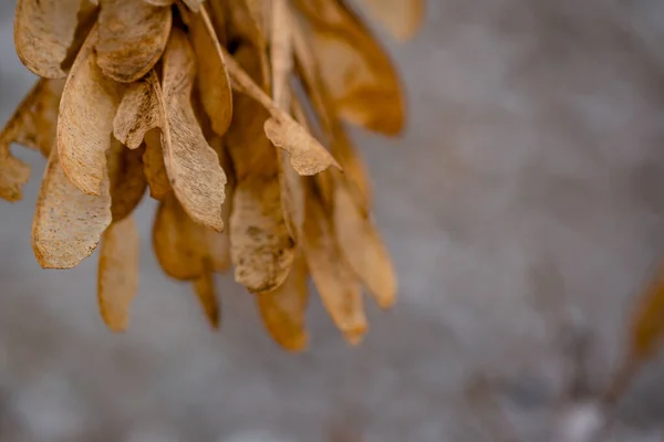 Фотография Семян Клена Заднем Плане Кленовые Семена Осенью Ветке Светлом — стоковое фото