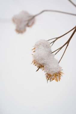 Kışın karın altında dulavrat otu. Burdock dalları karla kaplıdır. Kış manzarası. Ekolojik olarak temiz doğa.