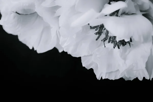 Фоновое фото белых пионов на черно-белом фоне — стоковое фото