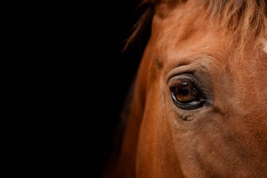 At kafası yakın plan. Kırmızı at. Karanlık bir arka planda güzel bir atın gözü, bir hayvanın ağzı. Duvarda kamyoncu cins bir poster var.