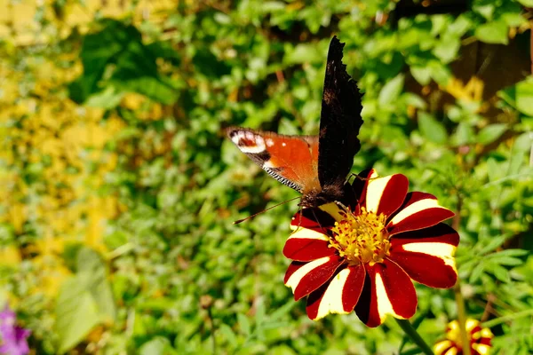 Butterfly Urticaria White Flower Crane — Stock Photo, Image