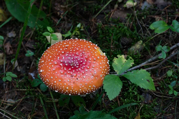 Czerwono Biała Mucha Agaric Jesiennym Lesie — Zdjęcie stockowe