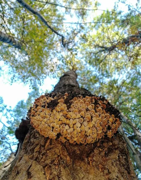 Uma Família Mel Agarics Tronco Árvore Contra Fundo Céu — Fotografia de Stock