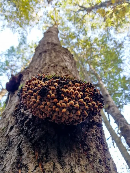 Una Familia Agáricos Miel Tronco Árbol Sobre Fondo Del Cielo — Foto de Stock