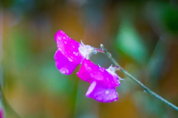 Söta Ärtor Blommor Gul Bakgrund Med Bokeh — Stockfoto