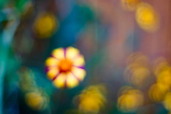 Autumn Lovely Yellow Red Marigolds — Stock Photo, Image