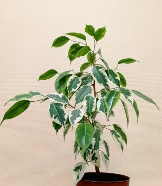 Açık arkaplanda beyaz yeşil yapraklı Ficus benjamin.. 