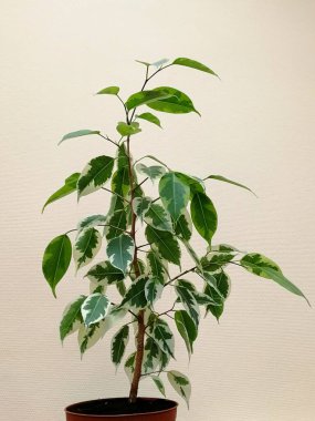 Açık arkaplanda beyaz yeşil yapraklı Ficus benjamin.. 