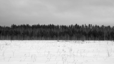 Kış karlı ormanın manzarası. 