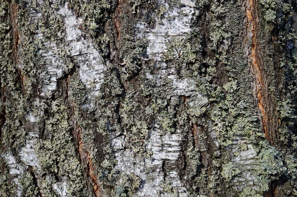 木质部和树皮的背景 — 图库照片