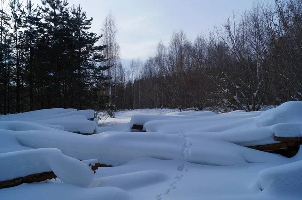 Paysage Forêt Enneigée Hiver — Photo