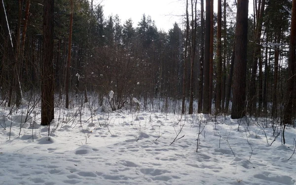 Paysage Forêt Enneigée Hiver — Photo