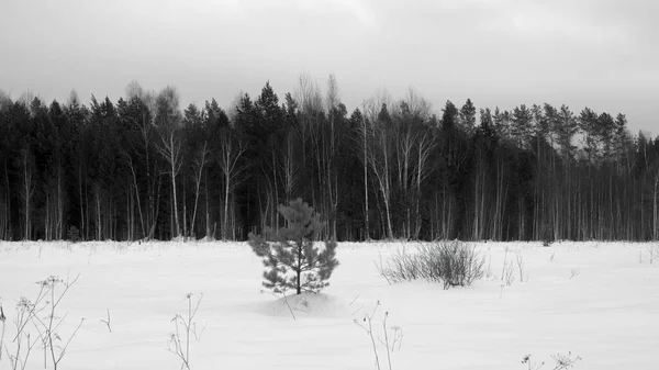 Paysage Forêt Enneigée Hiver — Photo