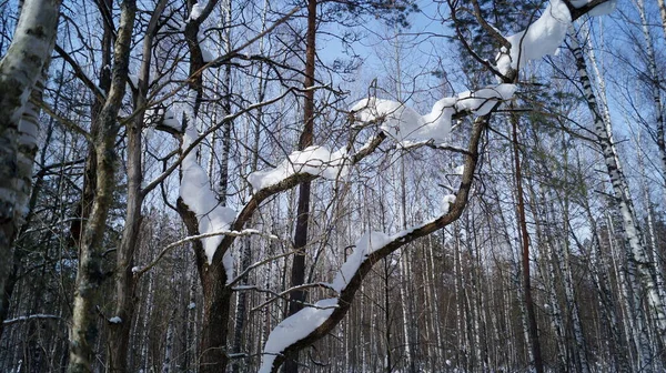 Paesaggio Della Foresta Innevata Invernale — Foto Stock