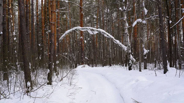 Paysage Forêt Enneigée Hiver — Photo