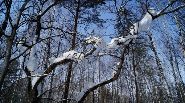 Paesaggio Della Foresta Innevata Invernale — Foto Stock