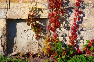 Kırmızı sonbahar yaprakları eski duvarın arka planında. 