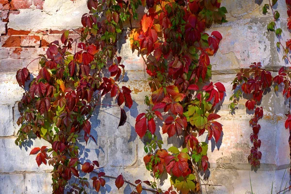 Red Autumn Leaves Background Old Wall — Stock Photo, Image